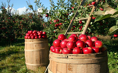 我國數(shù)字農(nóng)業(yè)市場分析