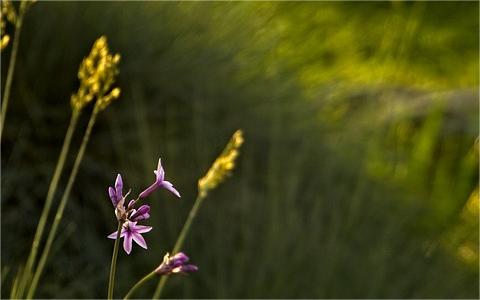 中國植物生長調(diào)節(jié)劑行業(yè)發(fā)展環(huán)境分析及趨勢預(yù)測